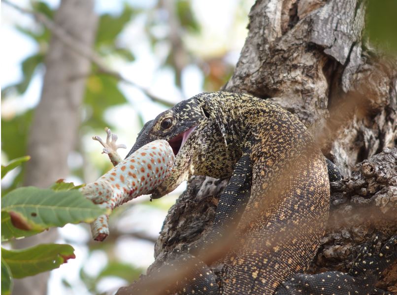 Juvenile Komodo dragon preying on Tokay gecko